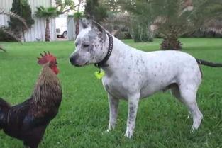 鸡狗大战搞笑视频